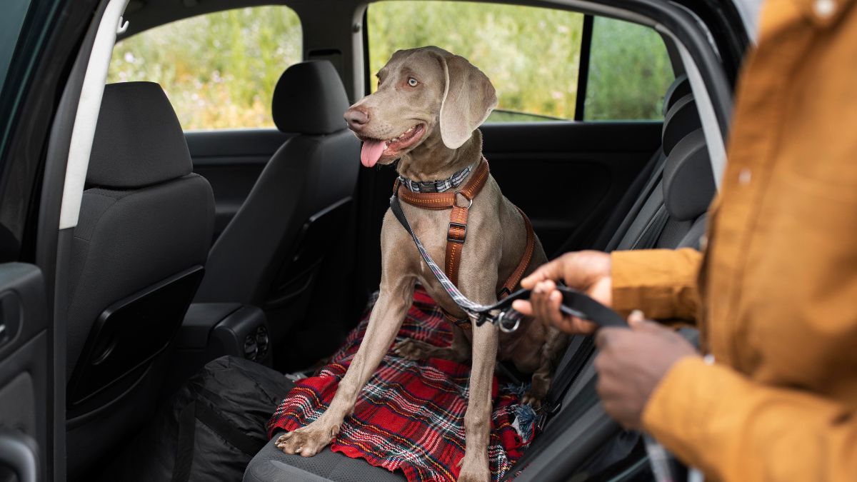Como transportar cachorro no carro seguro e segundo a lei
