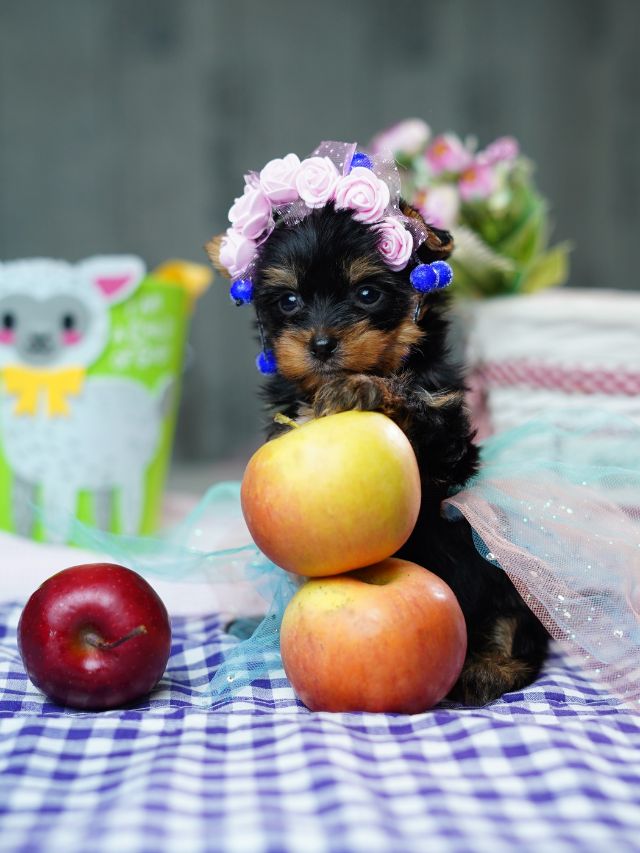 Frutas que os cachorros podem comer